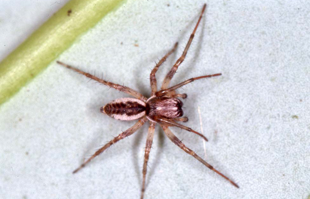 Philisca accentifera